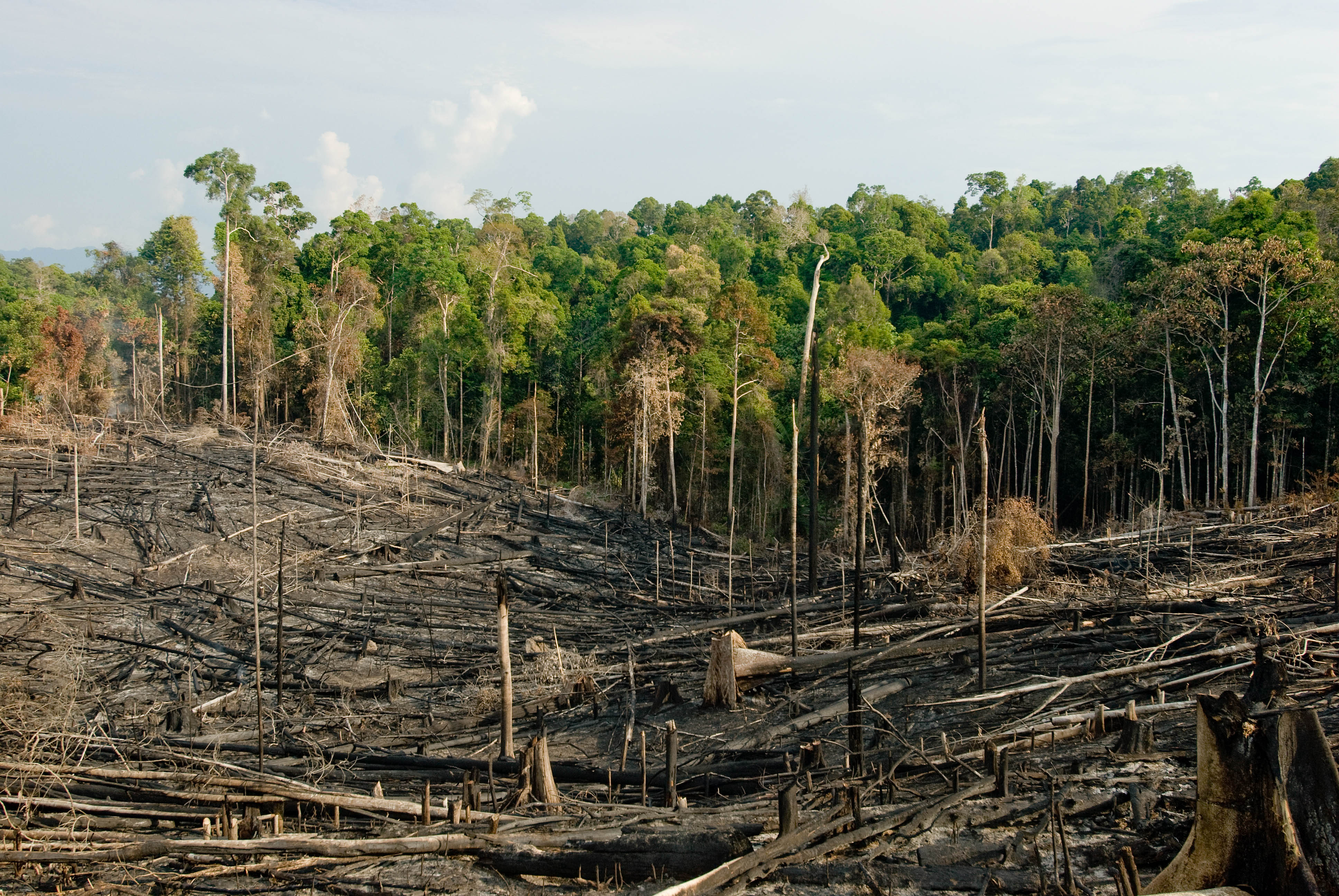 Forest with a large clearing of cut down trees